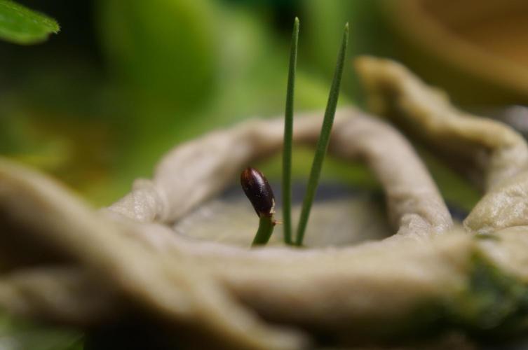 Ma Huang / Ephedra Sinica. Week 3