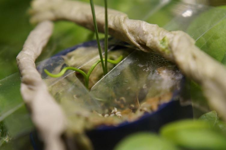 Ma Huang / Ephedra Sinica. Week 3