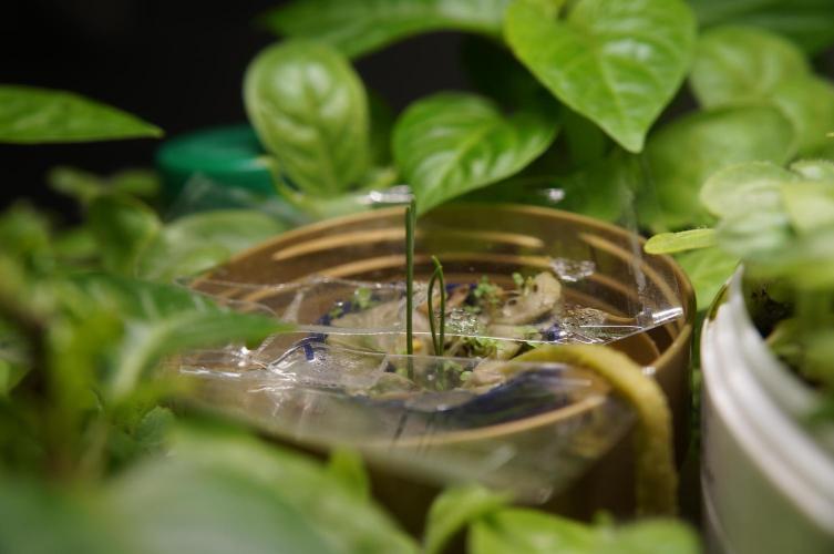 Ma Huang / Ephedra Sinica. Week 3