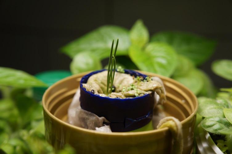 Ma Huang / Ephedra Sinica. Week 3