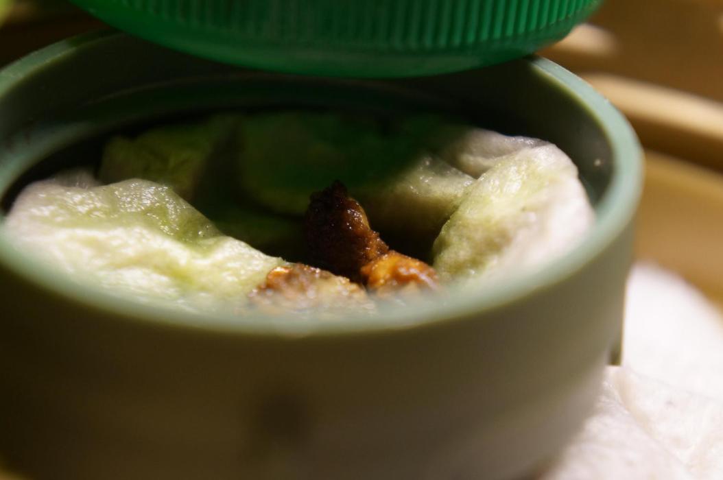 Brugmansia Versicolor / Angel's Trumpets. Week 0