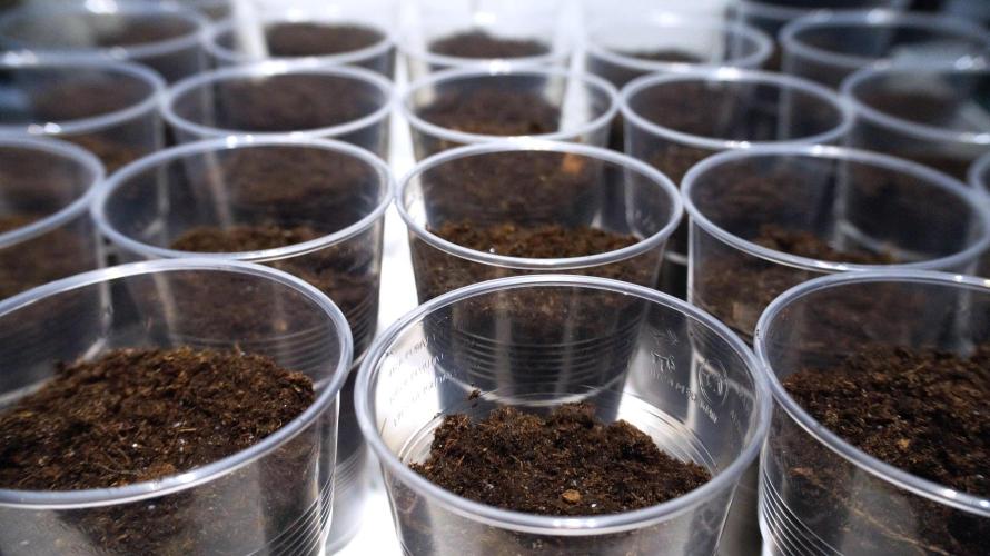 🔞Papaver Somniferum VI. Week 0