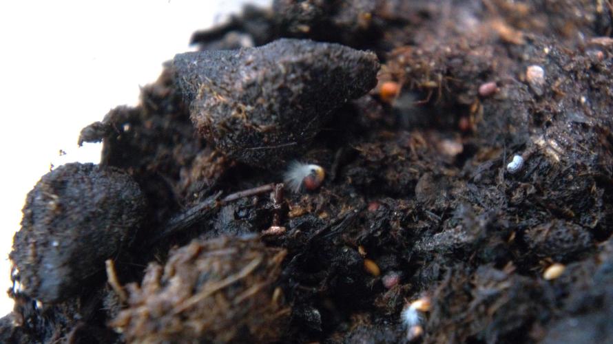 🔞Papaver Somniferum VI. Week 0