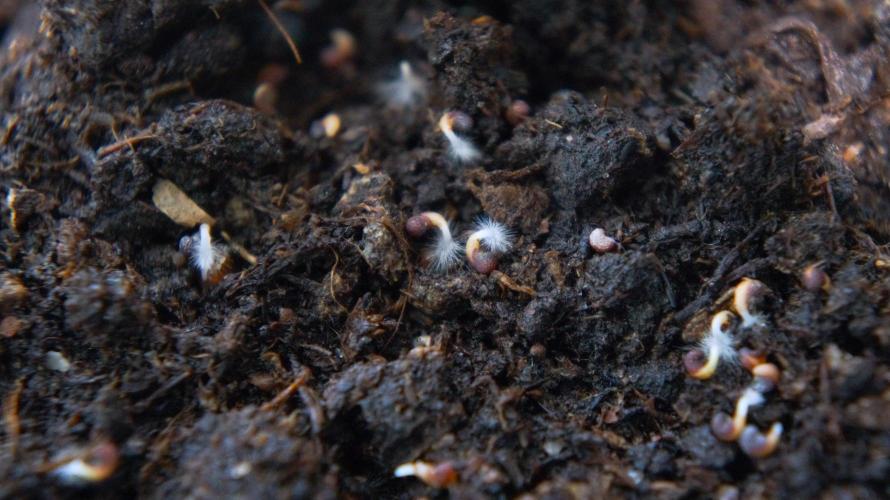 🔞Papaver Somniferum VI. Week 0