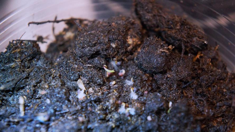 🔞Papaver Somniferum VI. Week 0