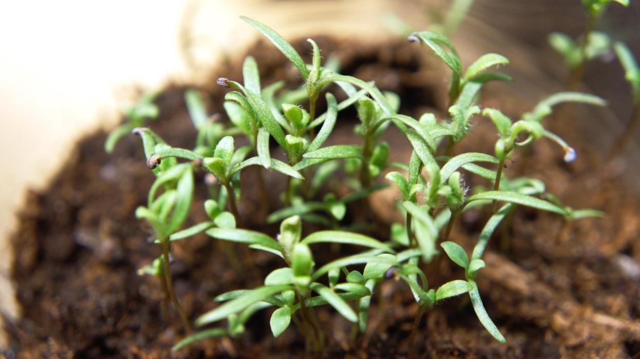 🔞Papaver Somniferum VI. Week 2