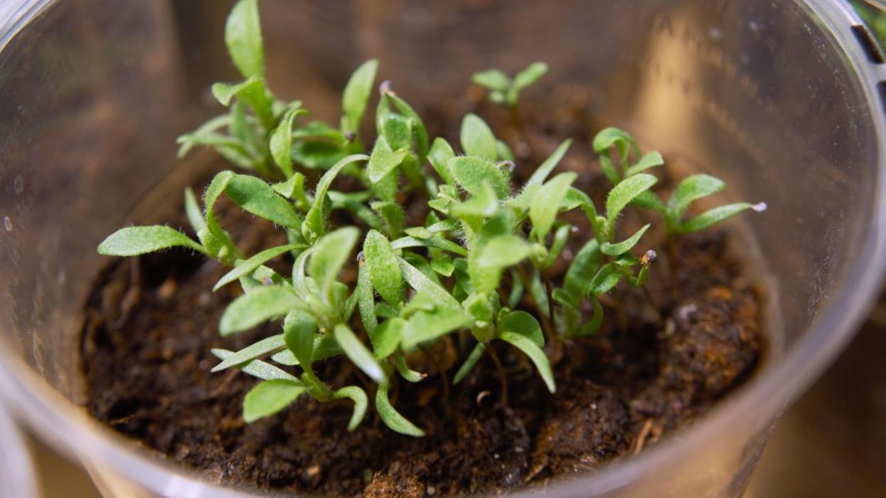 🔞Papaver Somniferum VI. Week 3