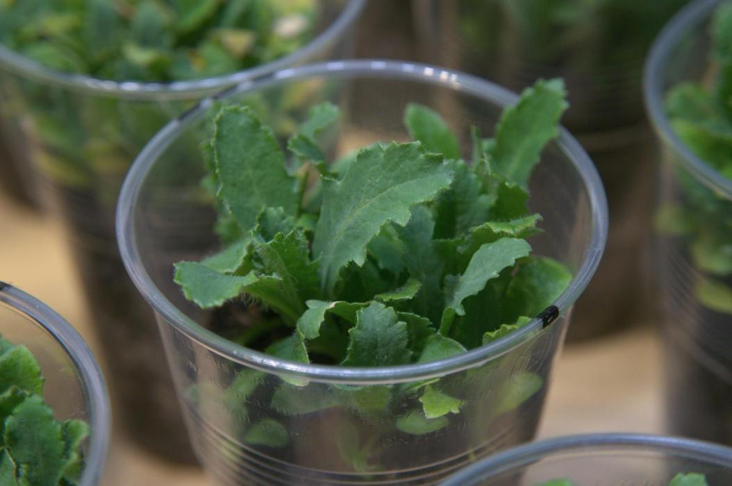 🔞Papaver Somniferum VI. Week 5