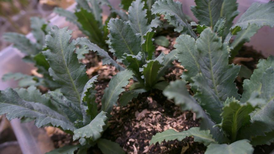 🔞Papaver Somniferum VI. Week 7