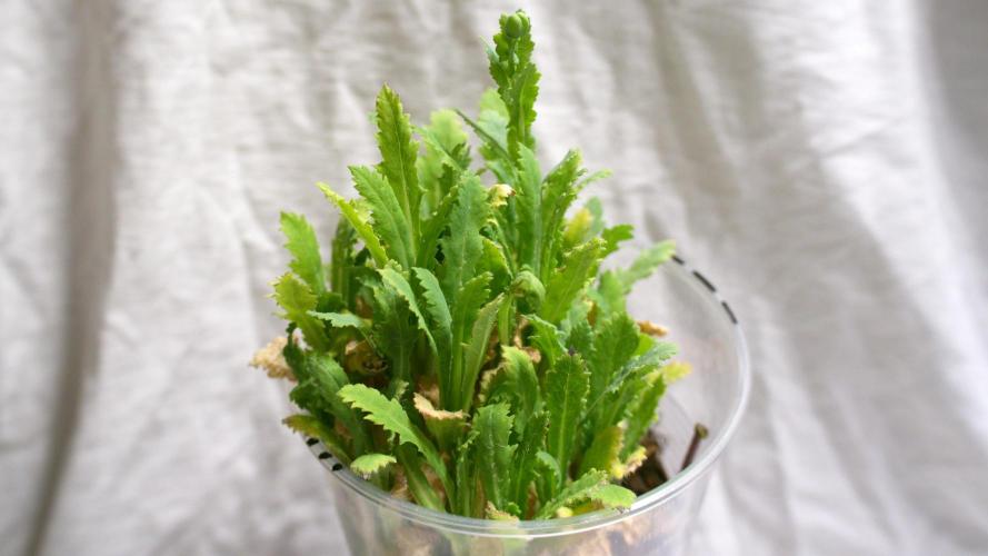 🔞Papaver Somniferum VI. Week 7