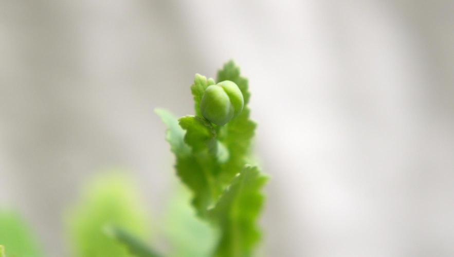 🔞Papaver Somniferum VI. Week 7