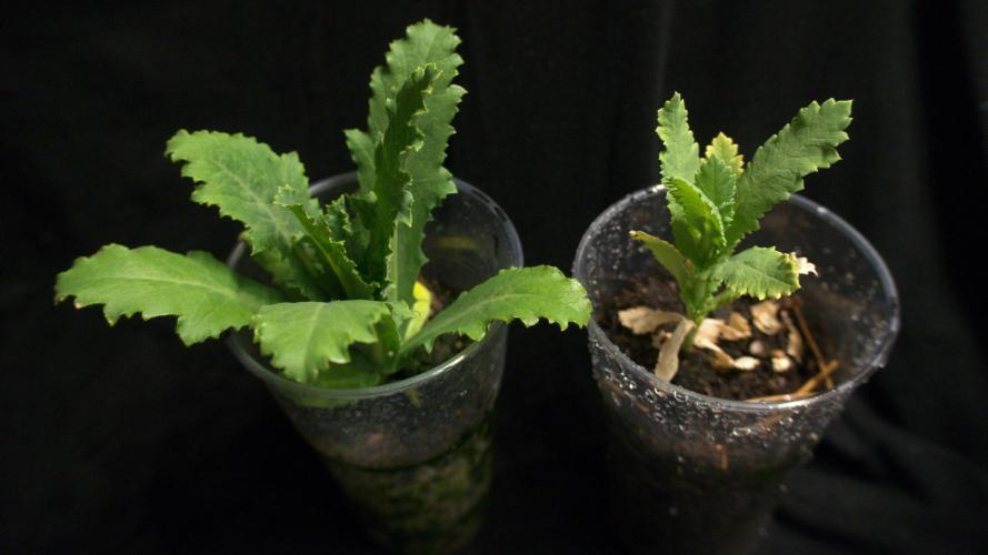 🔞Papaver Somniferum VI. Week 7