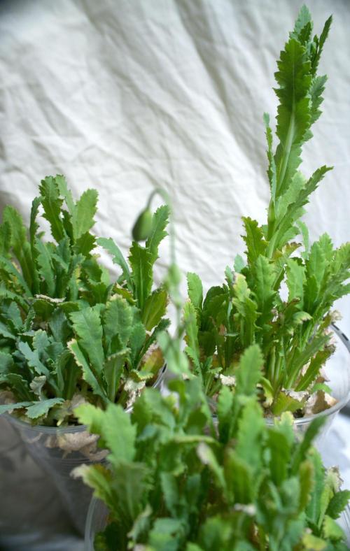 🔞Papaver Somniferum VI. Week 7