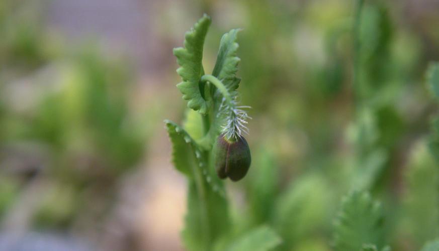 🔞Papaver Somniferum VI. Week 11