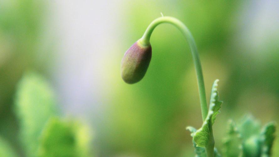 🔞Papaver Somniferum VI. Week 11