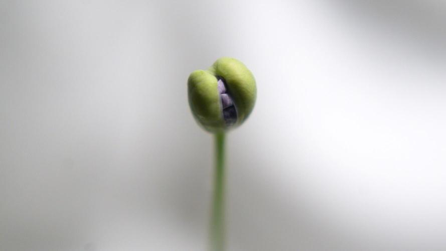 🔞Papaver Somniferum VI. Week 11