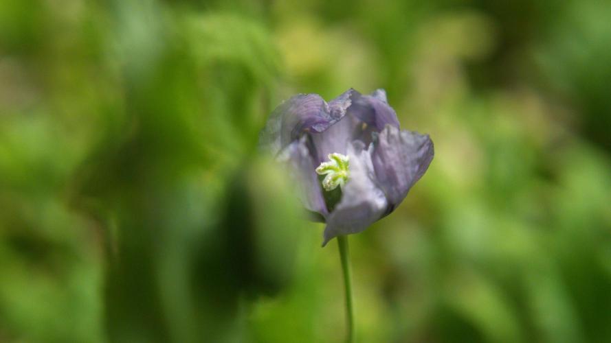 🔞Papaver Somniferum VI. Week 13