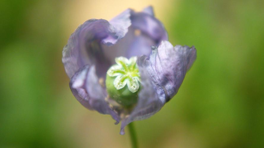 🔞Papaver Somniferum VI. Week 13