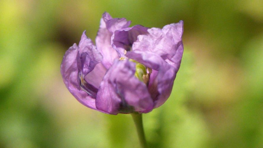 🔞Papaver Somniferum VI. Week 13