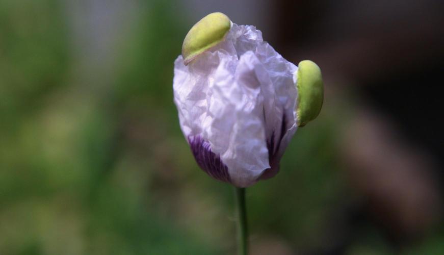 🔞Papaver Somniferum VI. Week 13