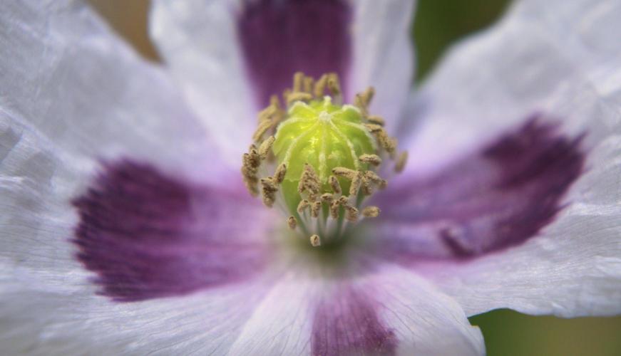 🔞Papaver Somniferum VI. Week 13