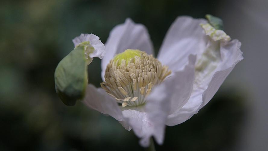 🔞Papaver Somniferum VI. Week 13