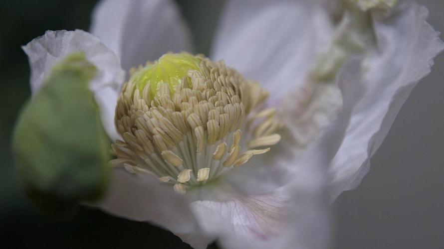 🔞Papaver Somniferum VI. Week 13