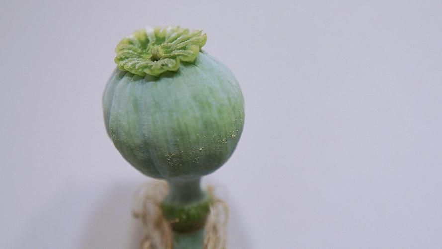 🔞Papaver Somniferum VI. Week 17