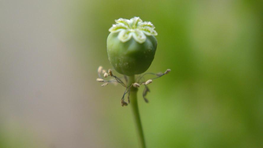 🔞Papaver Somniferum VI. Week 17