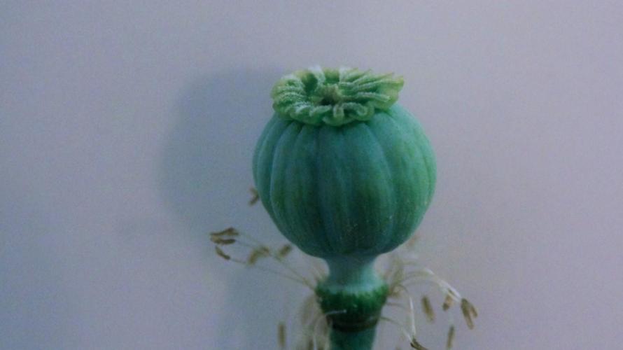 🔞Papaver Somniferum VI. Week 17