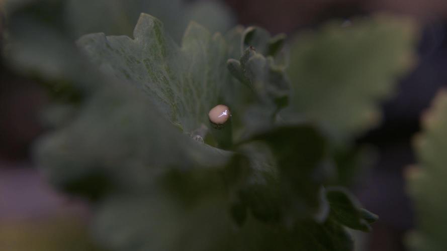 🔞Papaver Somniferum VI. Week 17