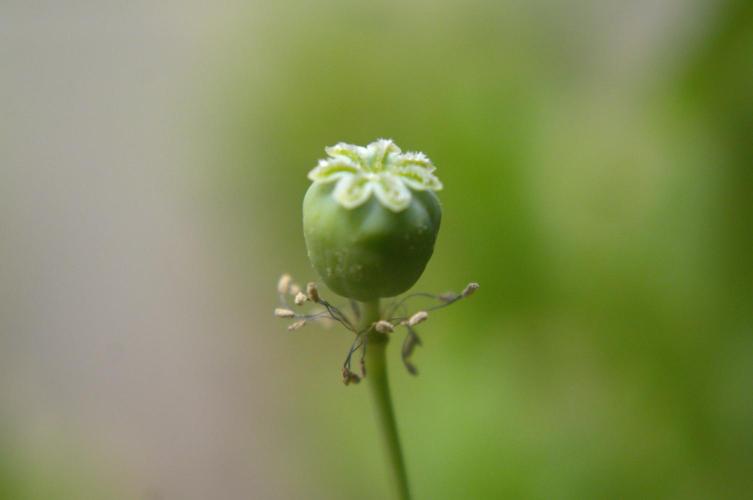 🔞Papaver Somniferum VI. Week 17