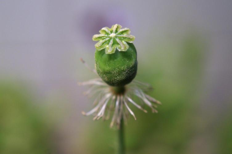 🔞Papaver Somniferum VI. Week 17