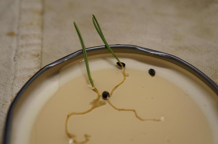 Ma Huang / Ephedra Sinica. Week 4