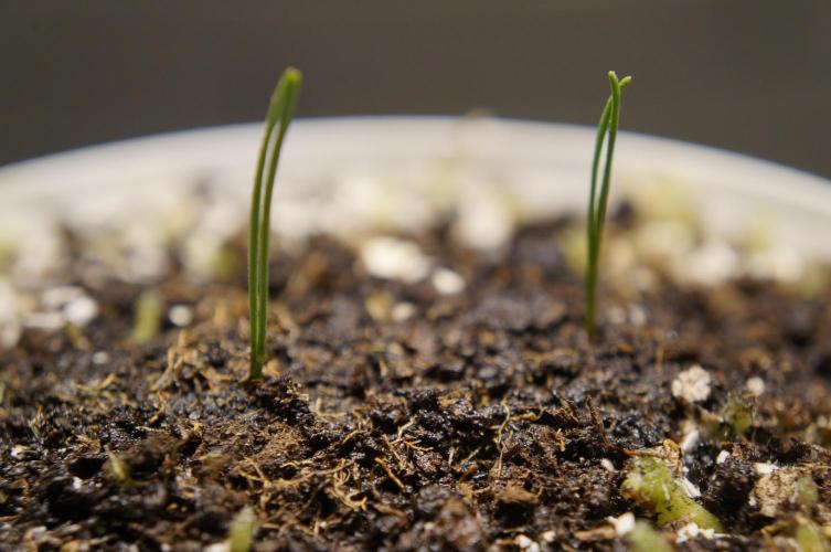 Ma Huang / Ephedra Sinica. Week 4