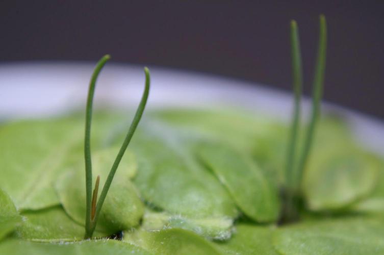 Ma Huang / Ephedra Sinica. Week 4