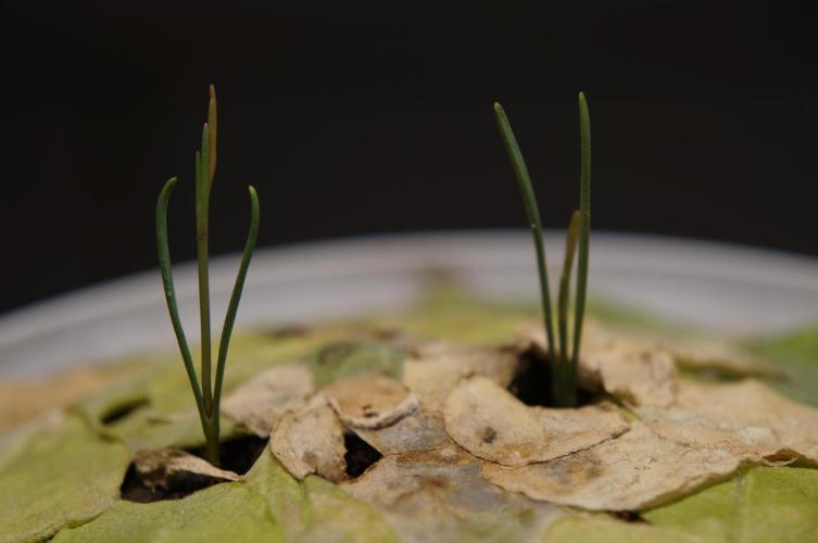 Ma huang / Ephedra sinica. Week 5