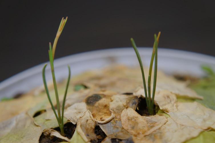 Ma huang / Ephedra sinica. Week 5