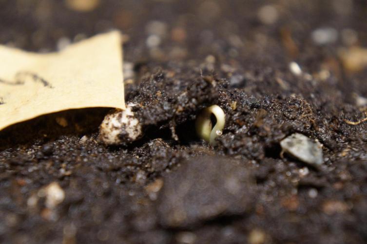 Making a Monster 👾🗿. Week 0