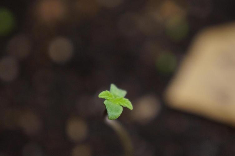 Making a Monster 👾🗿. Week 0