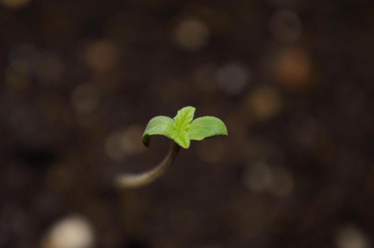 Making a Monster 👾🗿. Week 0