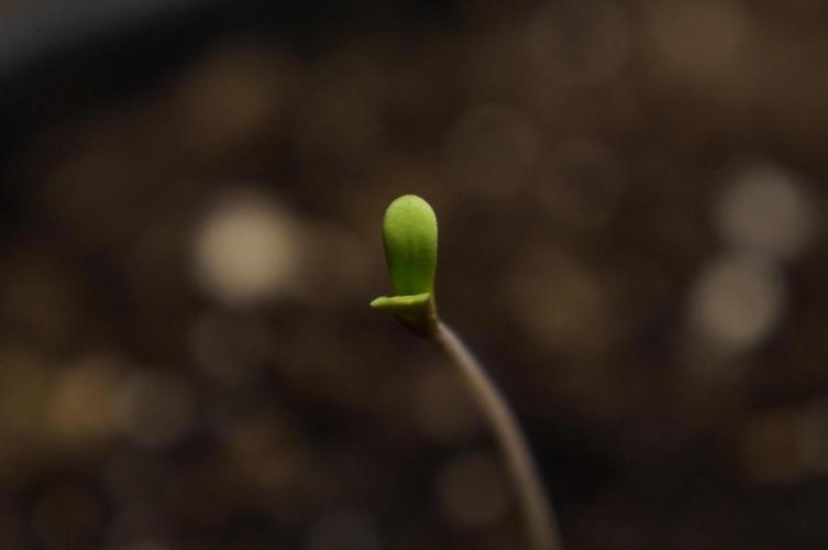 Making a Monster 👾🗿. Week 0