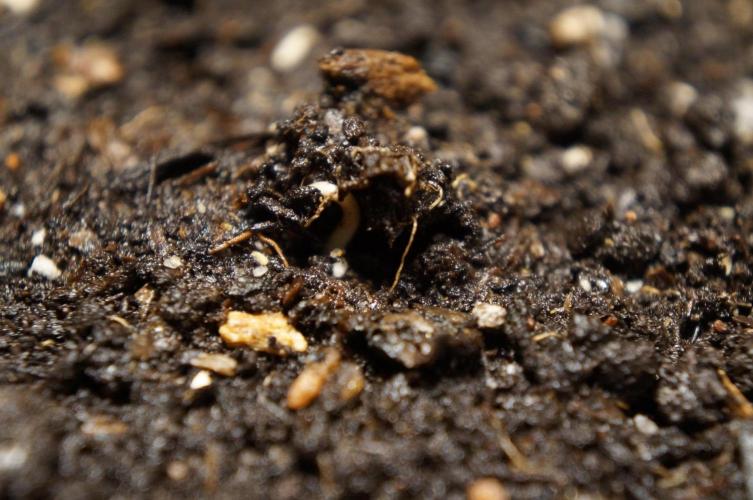 Making a Monster 👾🗿. Week 0