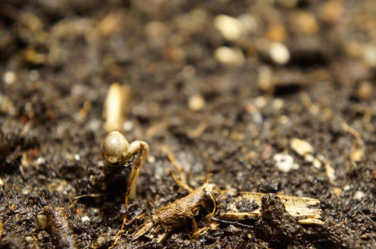 Strawberries & Cola 🍓🥤. Week 0