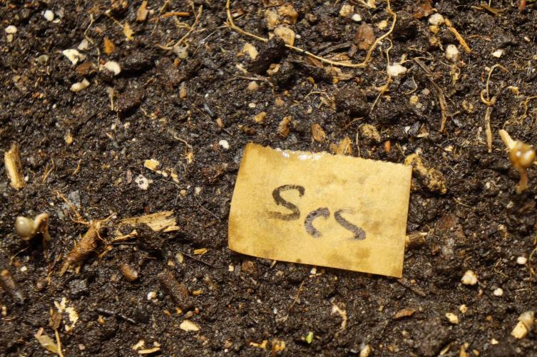 Strawberries & Cola 🍓🥤. Week 0