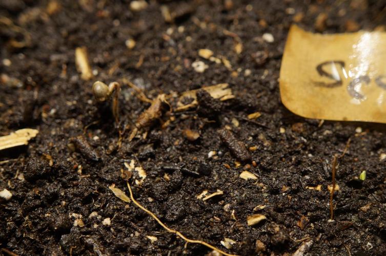 Strawberries & Cola 🍓🥤. Week 0