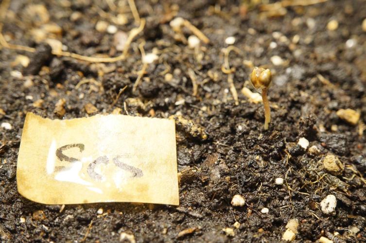 Strawberries & Cola 🍓🥤. Week 0