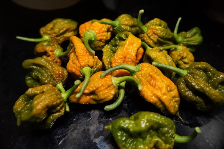 Strawberries & Cola 🍓🥤. Week 0