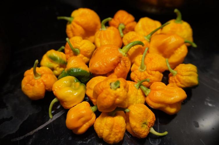 Strawberries & Cola 🍓🥤. Week 0