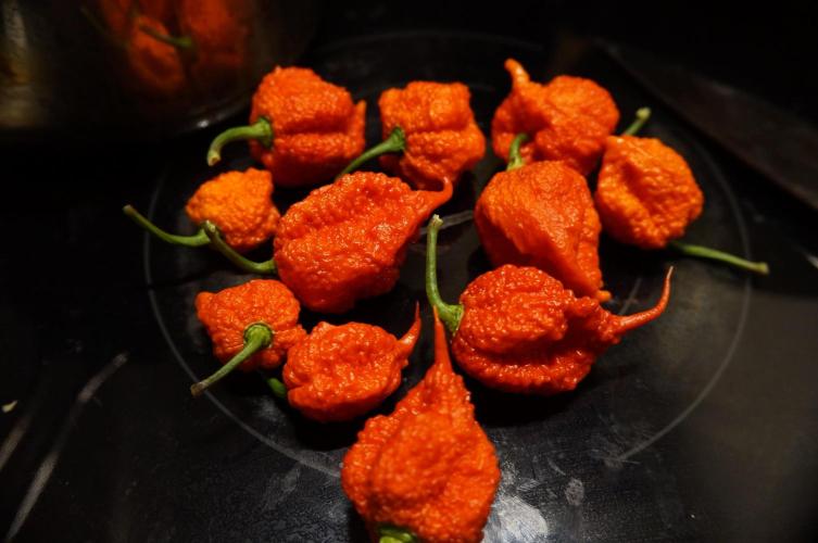 Strawberries & Cola 🍓🥤. Week 0